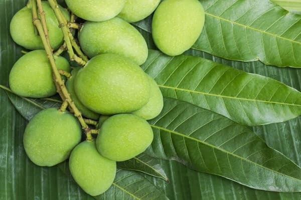 تصویر 1 از قیمت خرید چغاله بادام سبز عمده به صرفه و ارزان